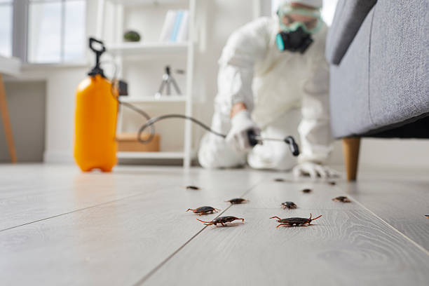 Post-Treatment Bed Bug Interceptor Monitoring in Hubbard